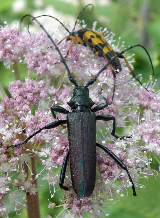 Cerambycidae della Val di Genova